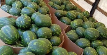 747881783 122138504403086017 5650142119303919891 n