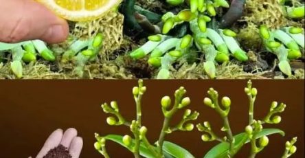Pourquoi faut il absolument mettre du citron sur les orchidees