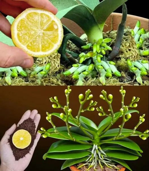 Pourquoi faut il absolument mettre du citron sur les orchidees
